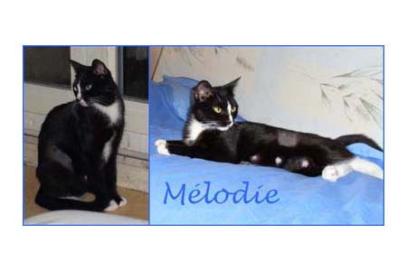 melodie melodie Adoption urgente pour Mélodie à Bordeaux
