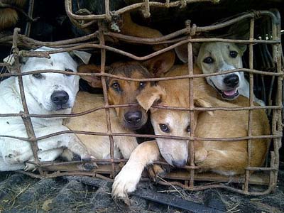 dod-meat-trade dod meat trade Trade of Shame : la campagne de Soi Dog contre le trafic de chiens pour leur viande