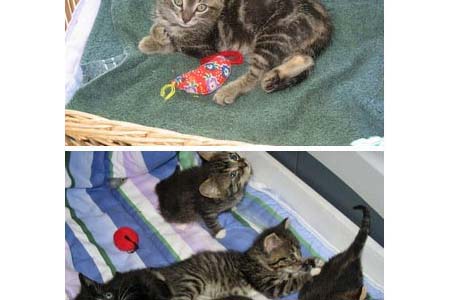 chatons_edc.jpg