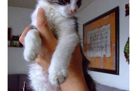 chaton-1.jpg