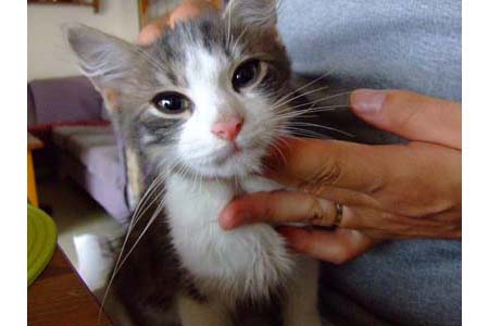 chaton-2.jpg