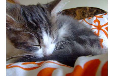 chaton-3.jpg