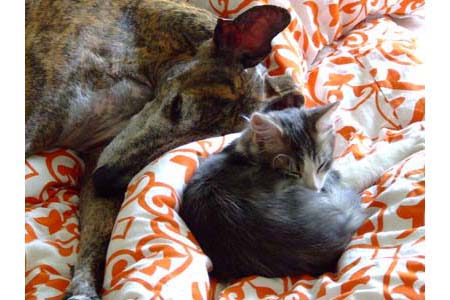 chaton-4.jpg