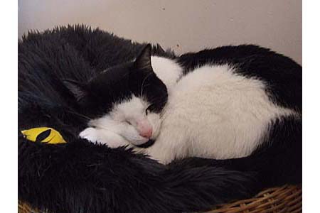 egypte-coussin-ikea-1.jpg