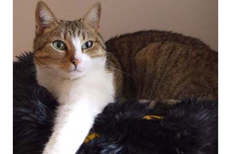 egypte-coussin-ikea.jpg