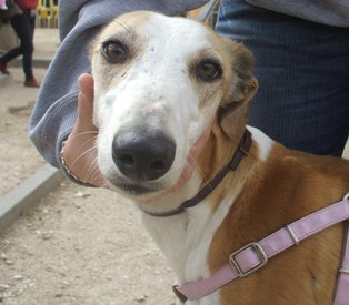sos-galgos sos-galgos