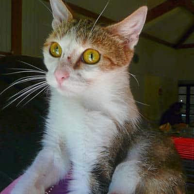 adoption-chat-bordeaux adoption-chat-bordeaux