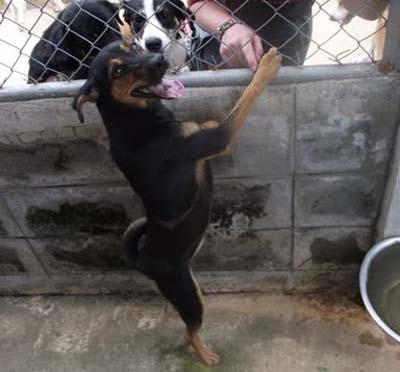 chiens-soidog-1 chiens-soidog-1