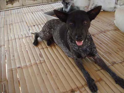 chiens-soidog chiens-soidog