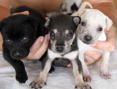 puppies puppies