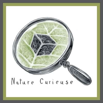 nature-curieuse-4