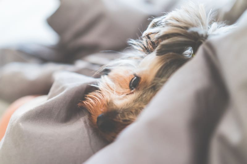 close-up-of-cute-and-calm-yorkshire-terrier-dog-lying-in-a-bed-picjumbo-com